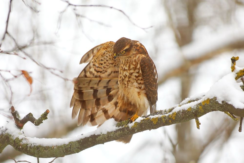 Photograph by Татьяна Бравая