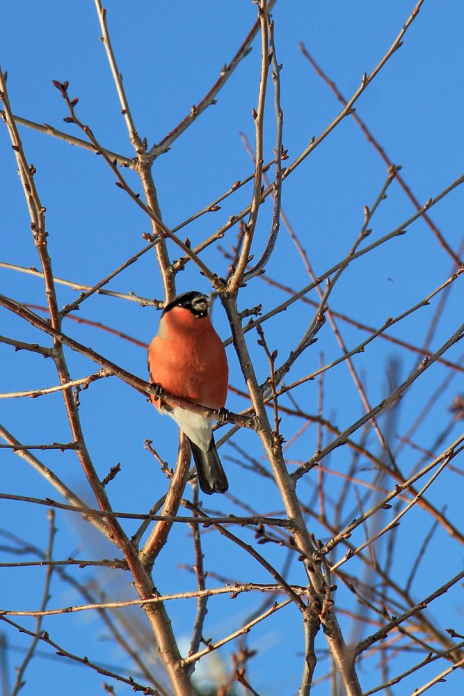 Фотография автора Анна-Лаймуте Милошевич