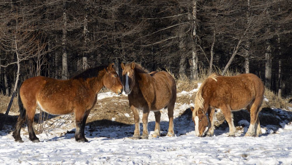 Photograph by Светлана Гореликова