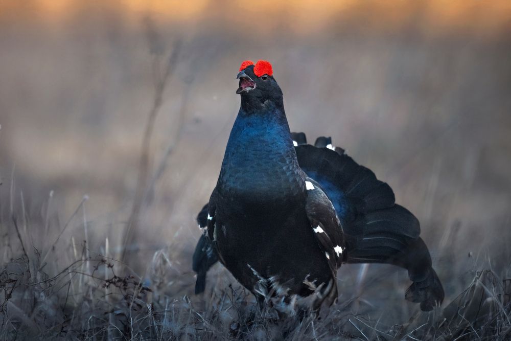 Photograph by Nephotograph