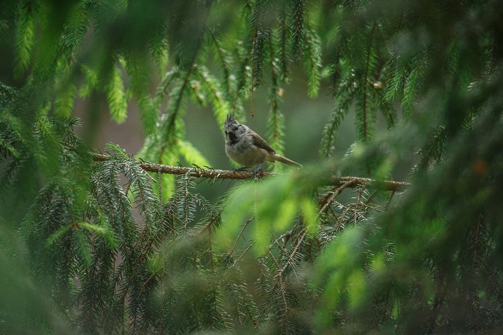 Photograph by Дарья Улюсова