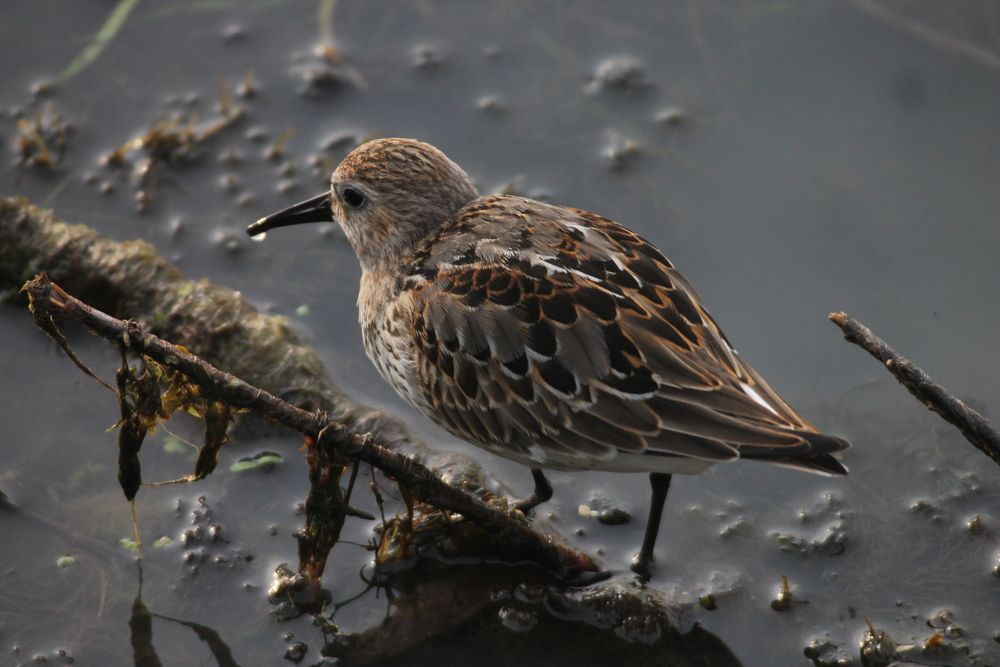 Photograph by Дарья Улюсова