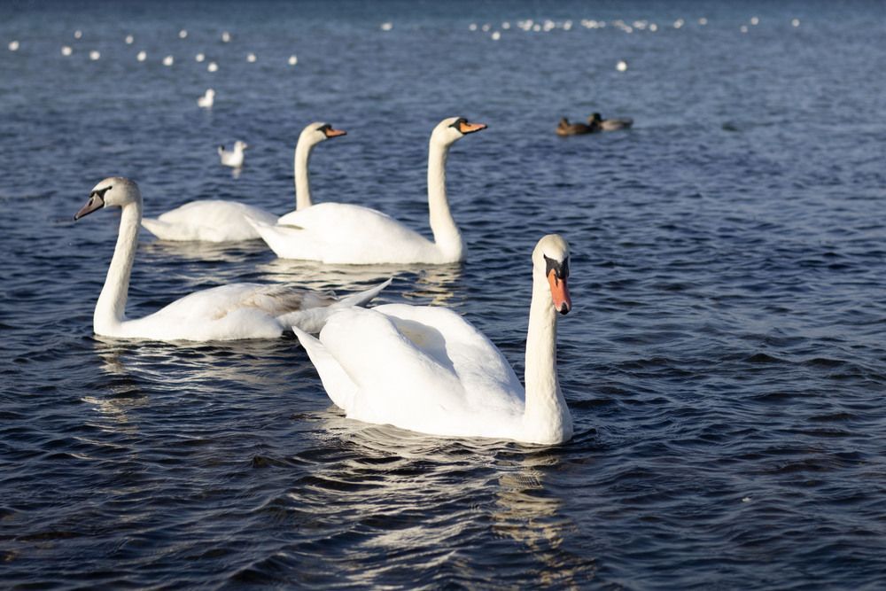 Photograph by Ксения Золотарь