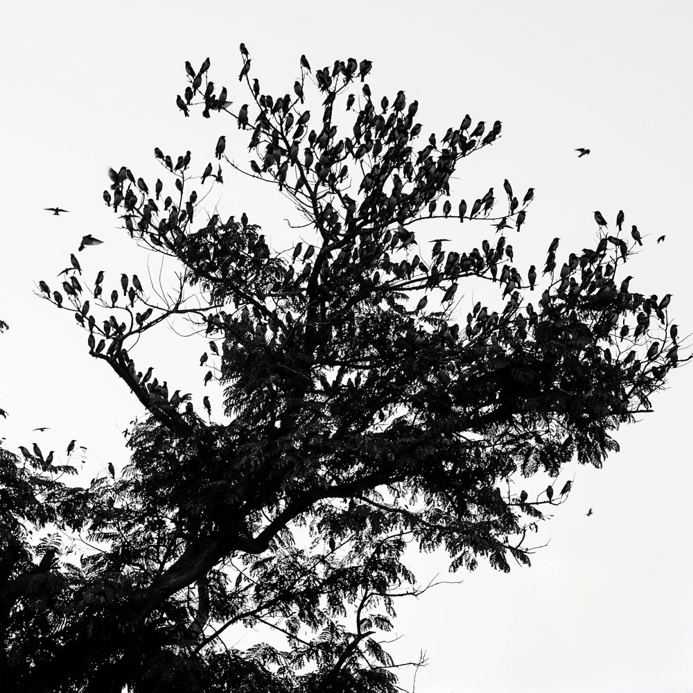 Rosy starling