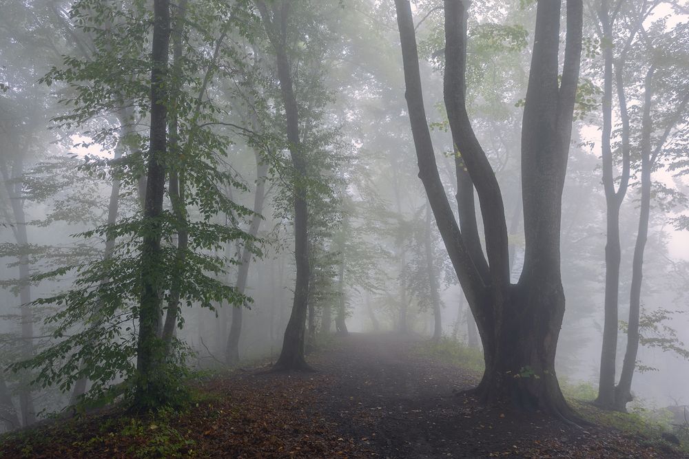 Photograph by Романова Екатерина