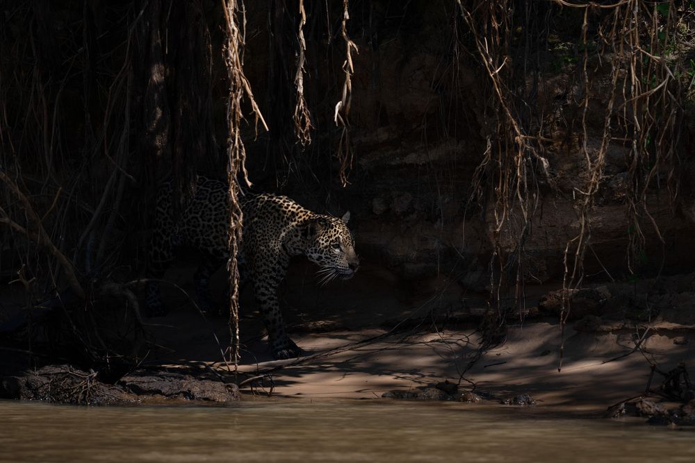 Фотография автора Karthik Subramaniam