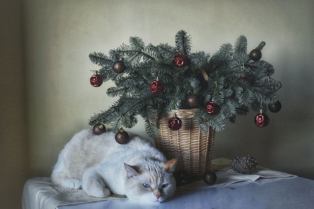 Photograph by Кира Бахвалова