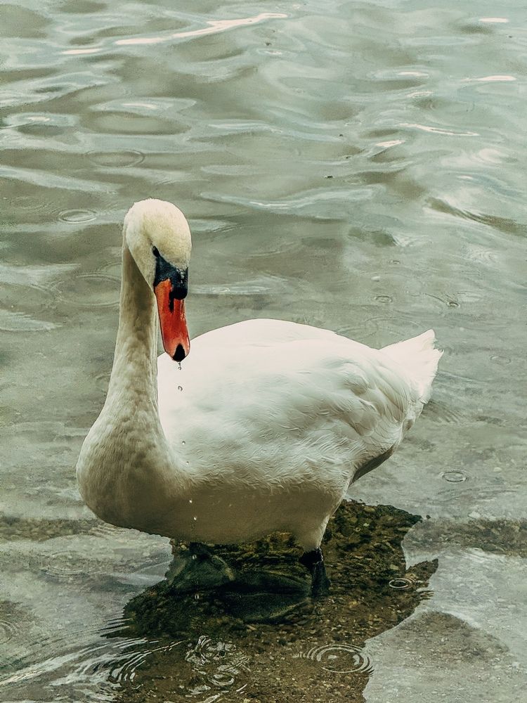 Photograph by Елена Меньшикова