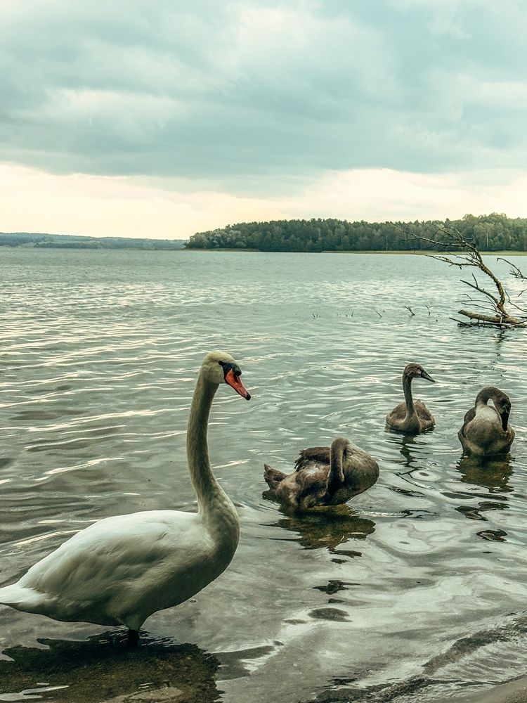 Photograph by Елена Меньшикова