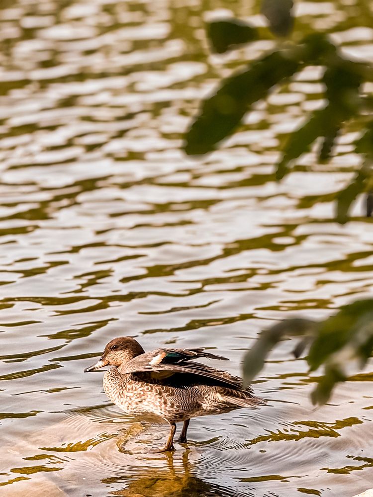 Photograph by Елена Меньшикова