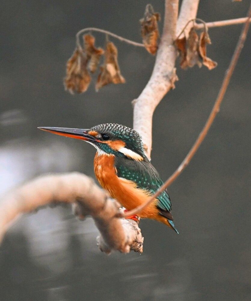 Photograph by Nirup Datta