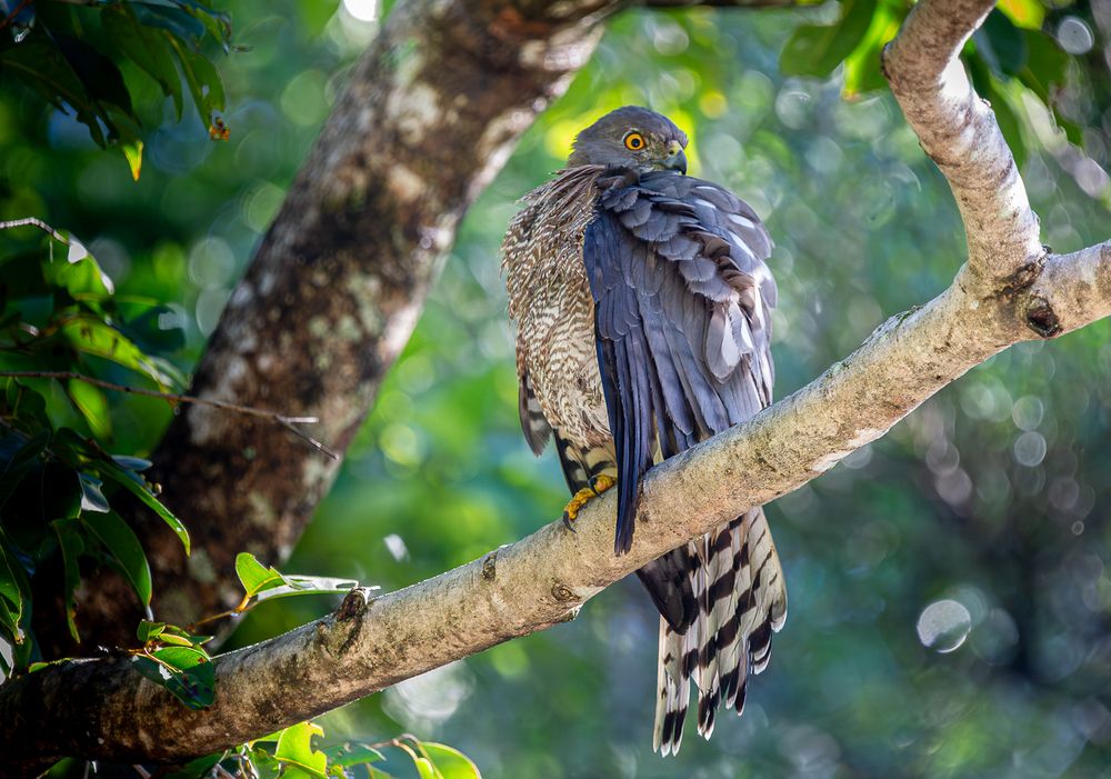 Photograph by Saliya Ambegoda