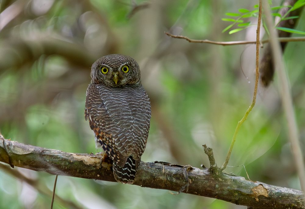 Photograph by Saliya Ambegoda