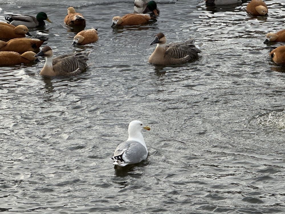 Photograph by Светлана Парамонова