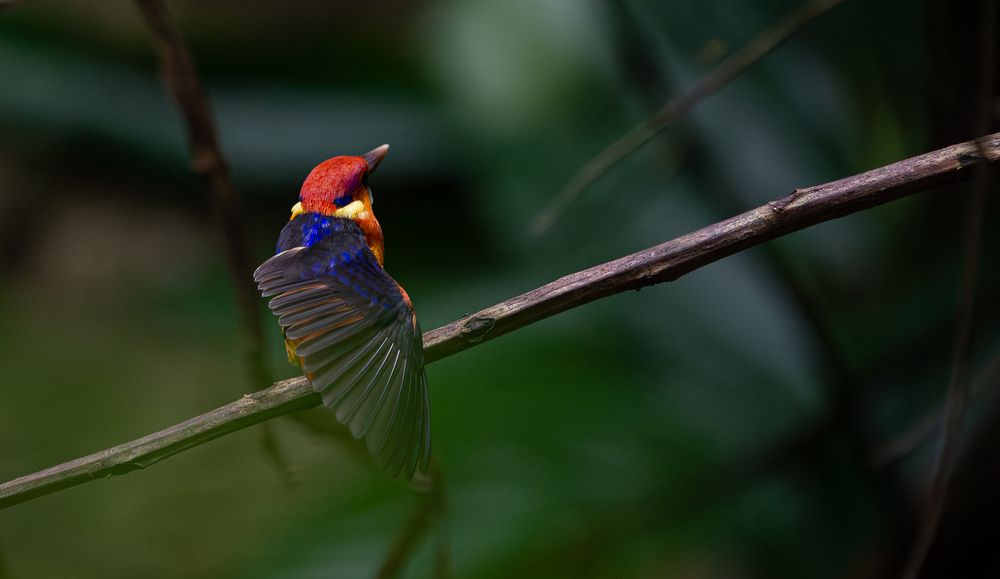 Photograph by Saliya Ambegoda