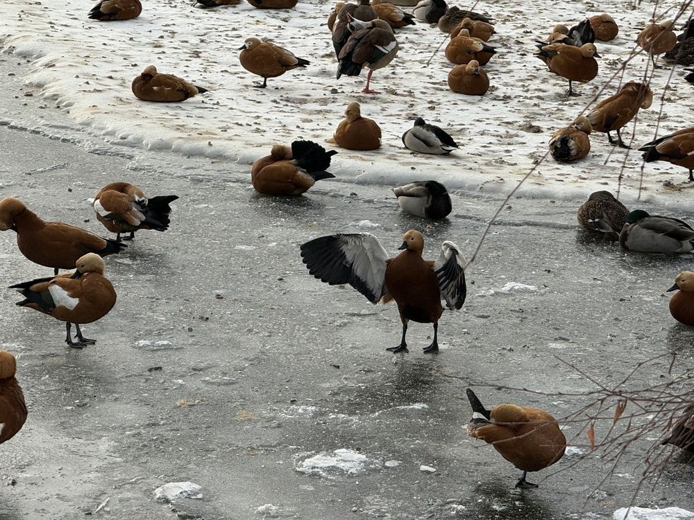 Photograph by Светлана Парамонова