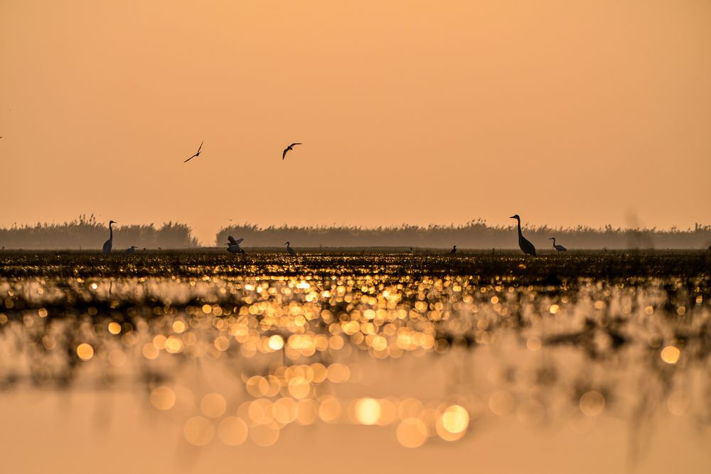 When Wetlands Wake with Light