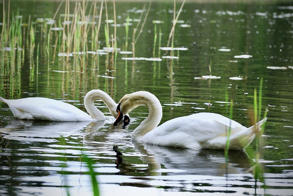История Любви - Лебединая песня