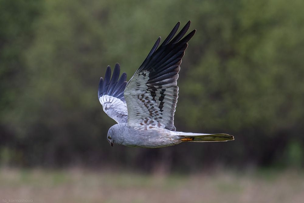 Photograph by Татьяна Кормашова