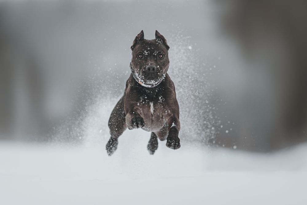 Photo #13111531