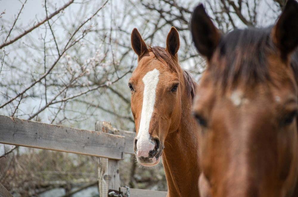 Фотография автора Мария Сидорова