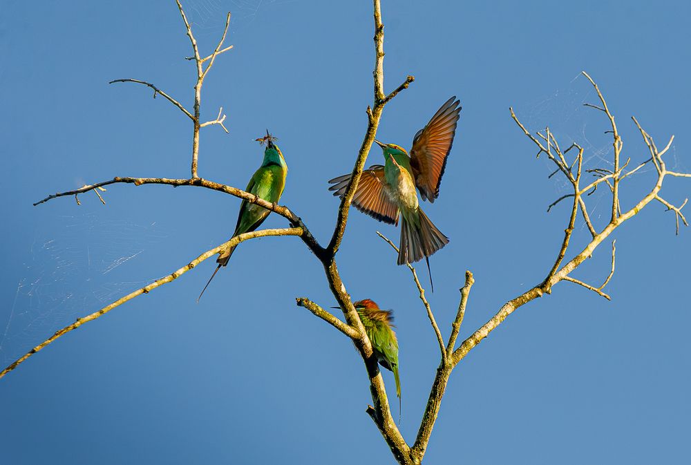 Photograph by Saliya Ambegoda