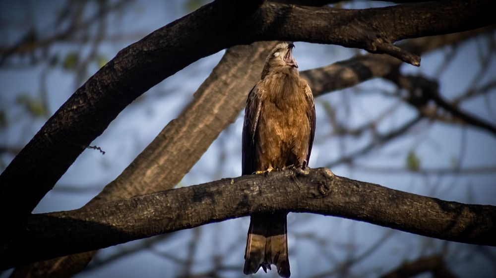 Photograph by Anurag Kashyap