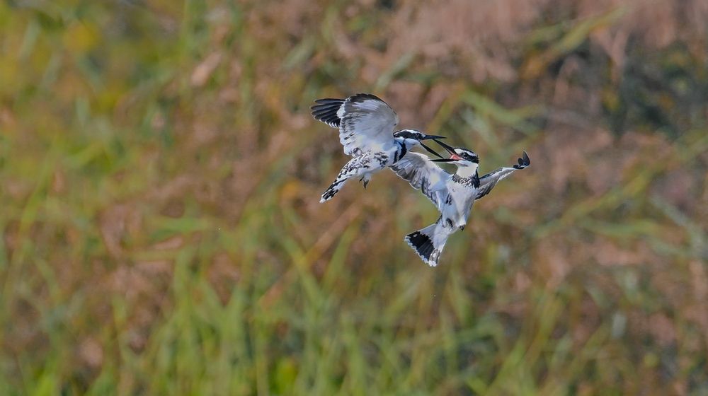 Photograph by Manoj Nair