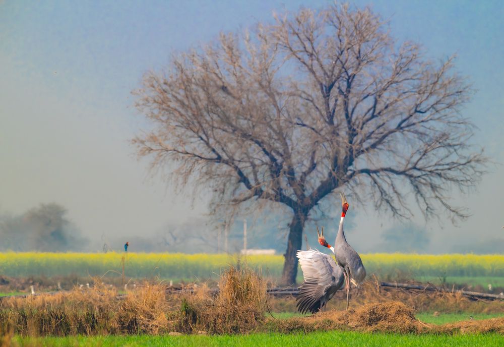 Sarus Cranes
