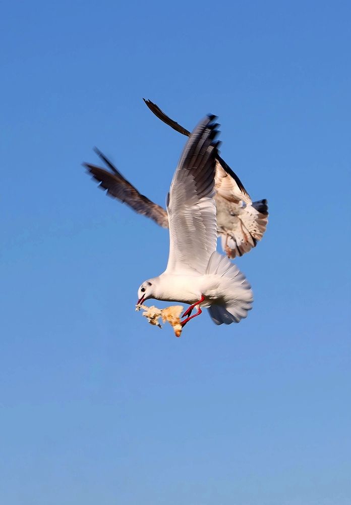 Photograph by Shaiban photography