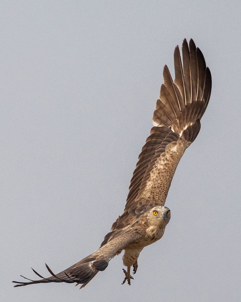 Ruler of the sky