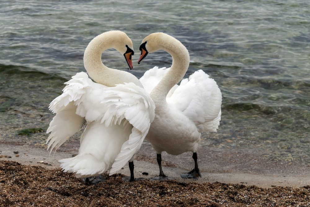 Померяемся силами?..