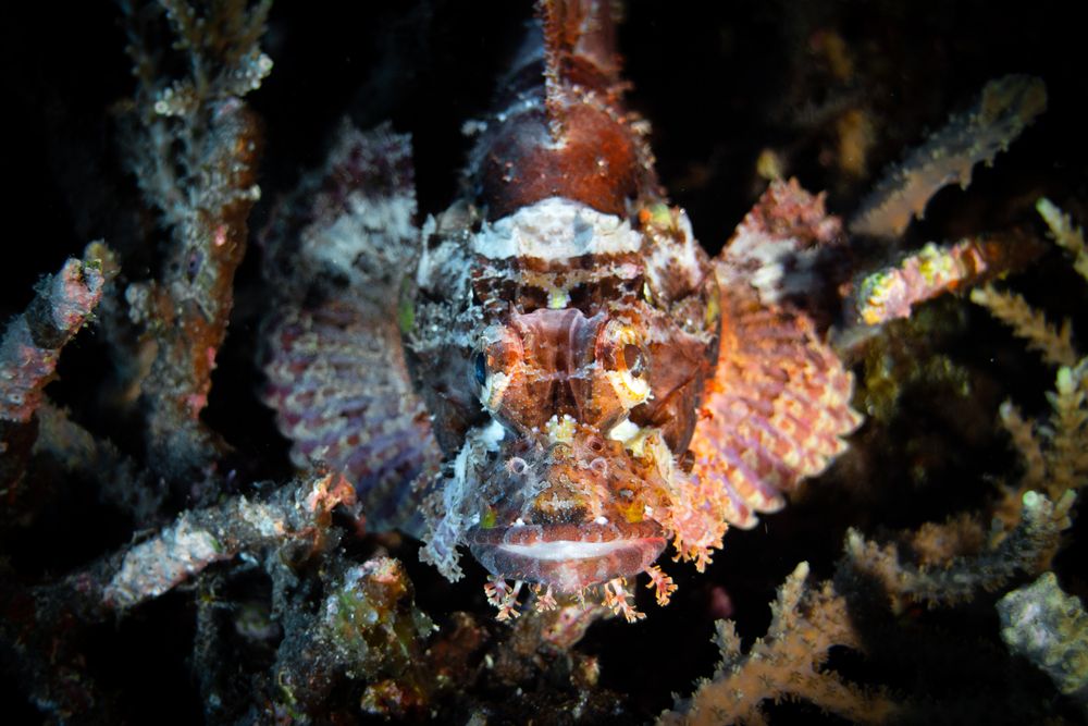 Scorpion Fish
