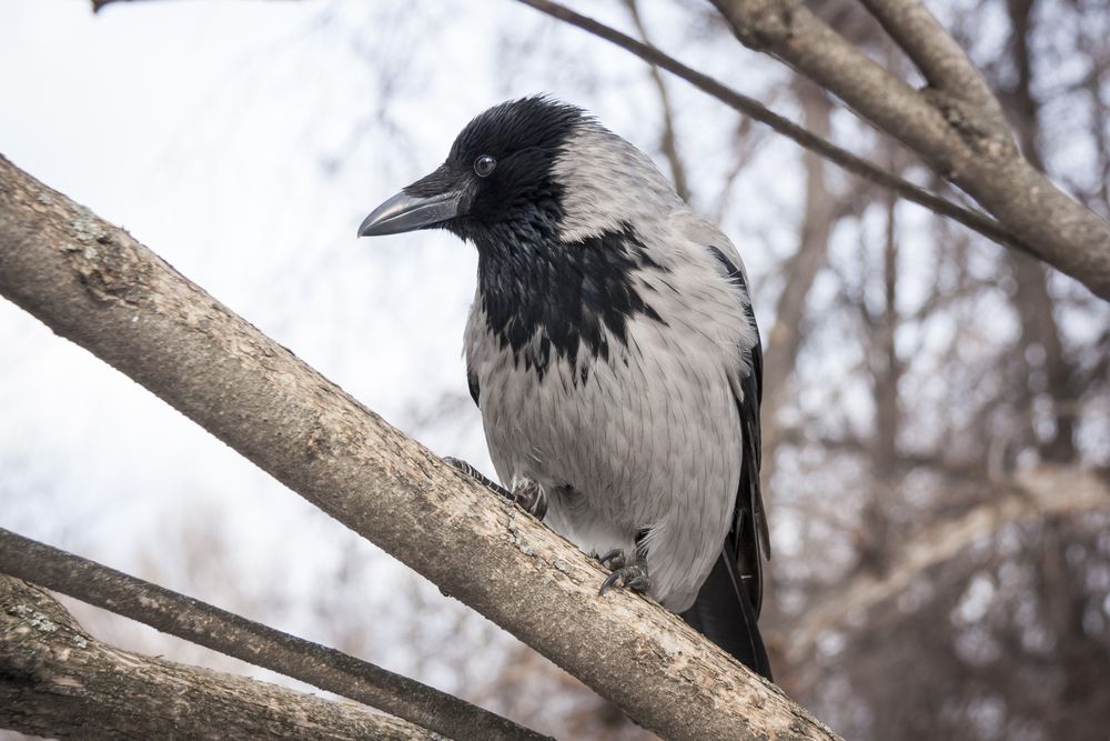 Photograph by Александр Гунин