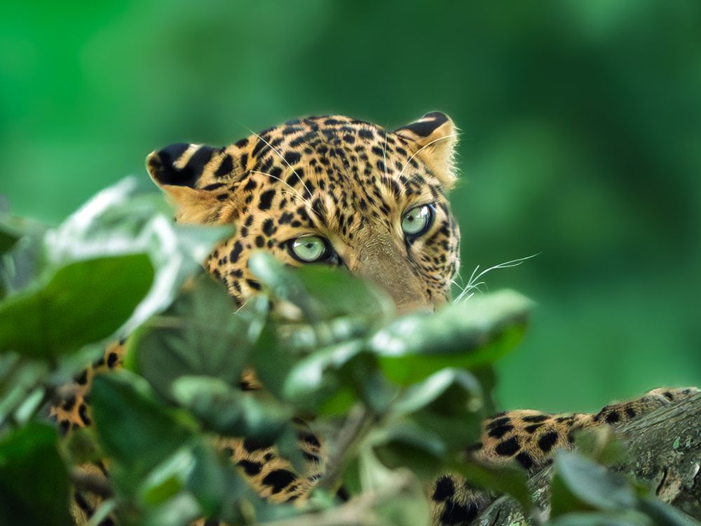Photograph by Vipin P C