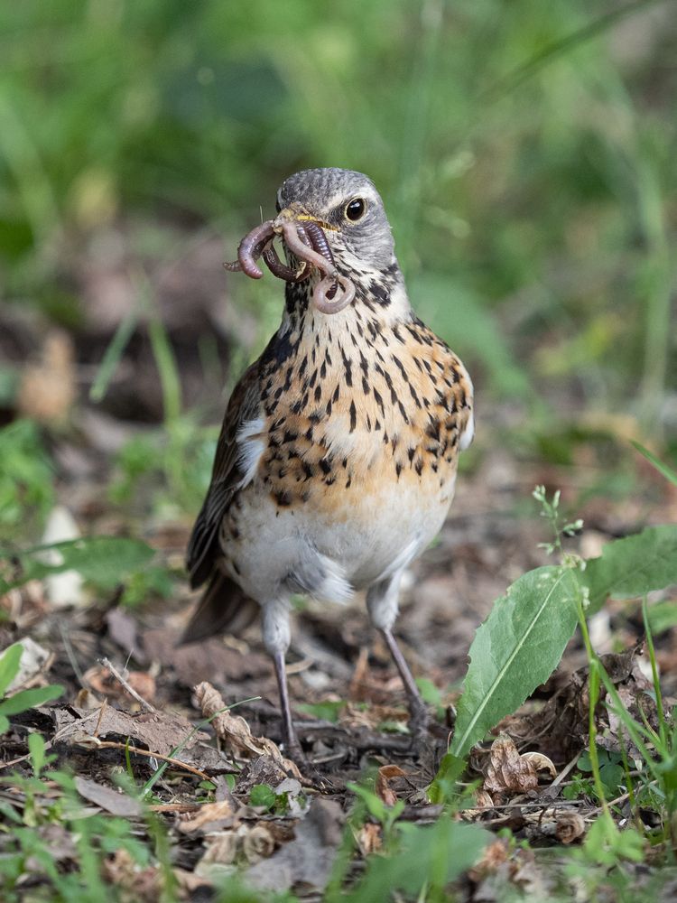 Фотография автора Маргарита Ивкова
