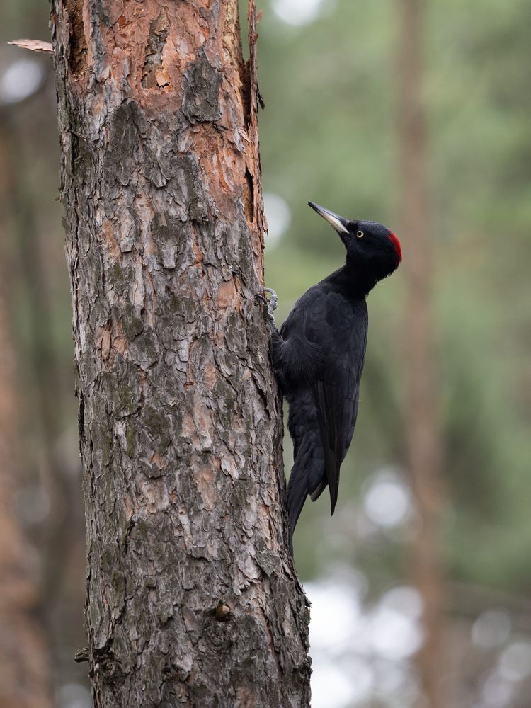 Фотография автора Маргарита Ивкова