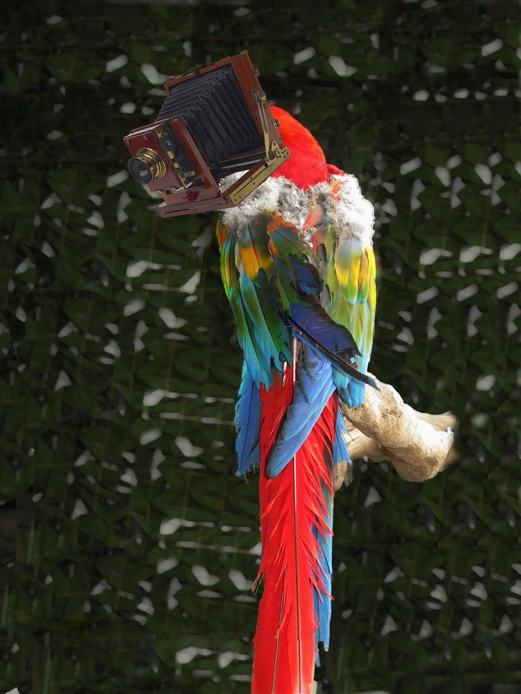 Глаз, как объектив фотоаппарата