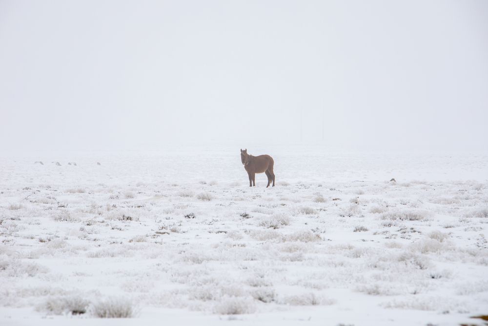 Одинокая лошадь
