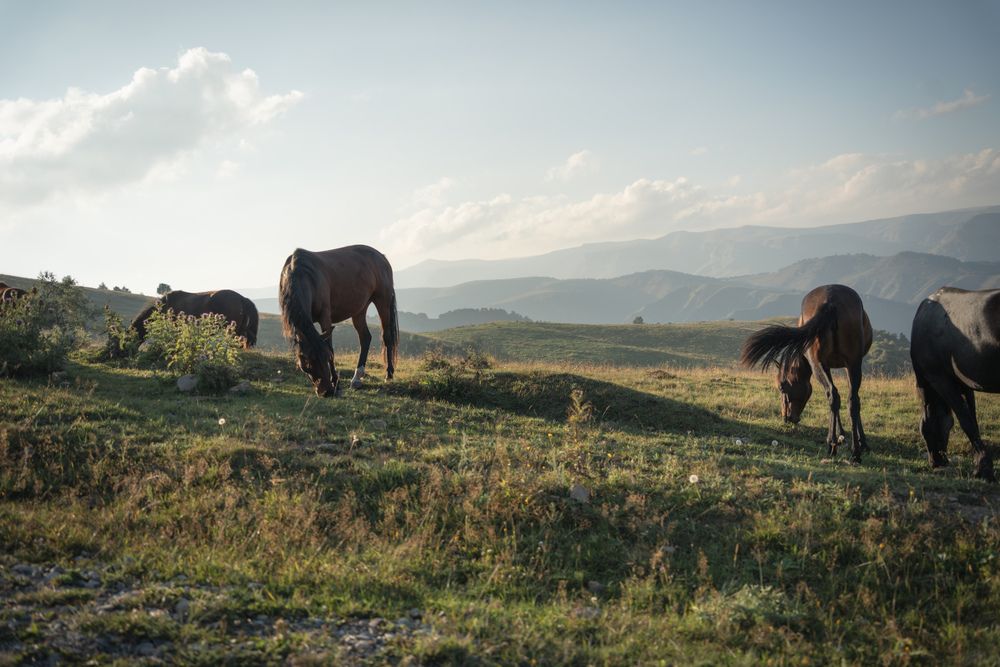 Photograph by Alina Orlova