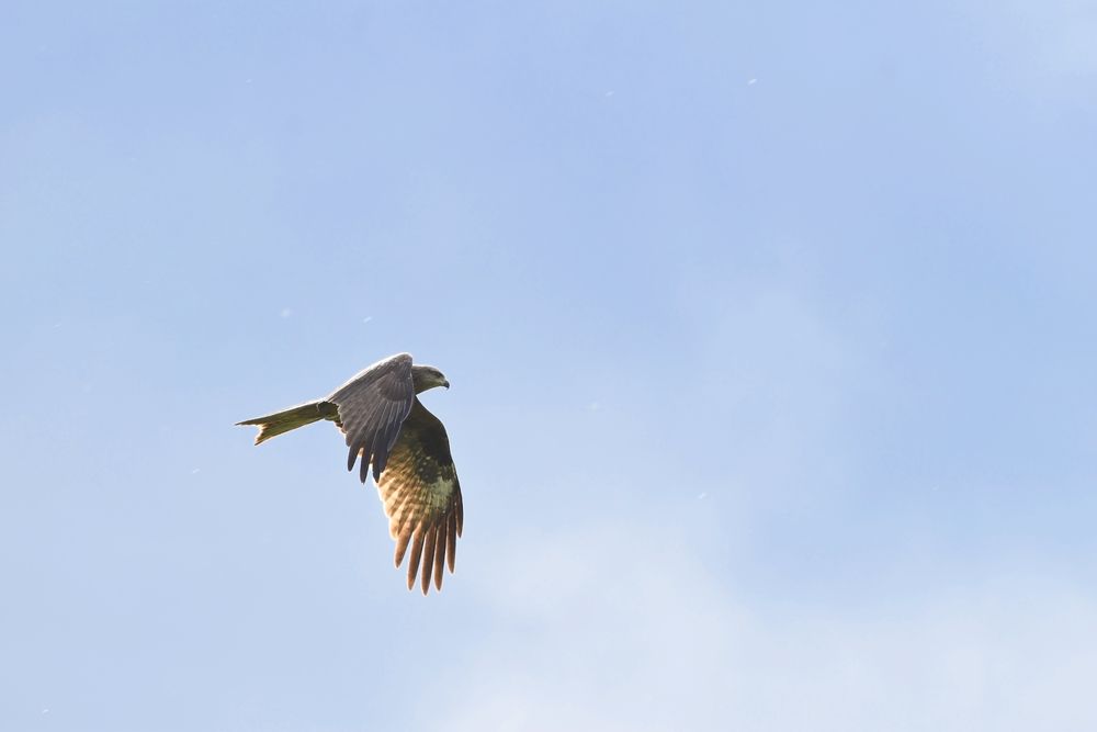 Крючок летнего неба