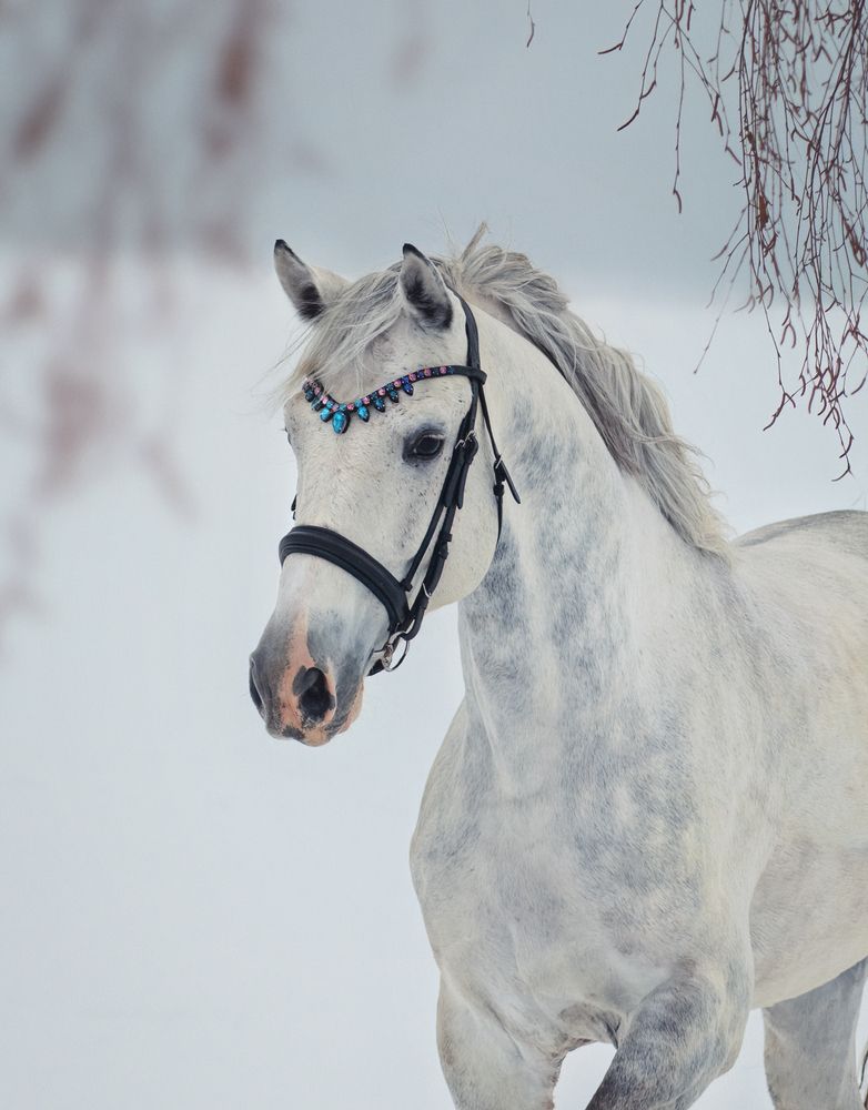 Снежный ангел