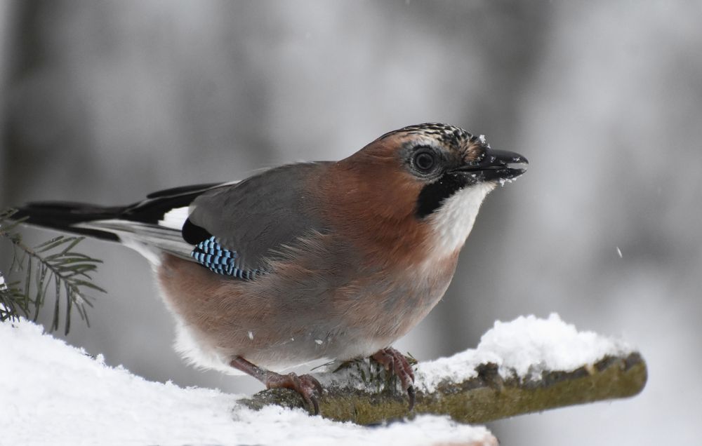В погоне за вкусняшкой