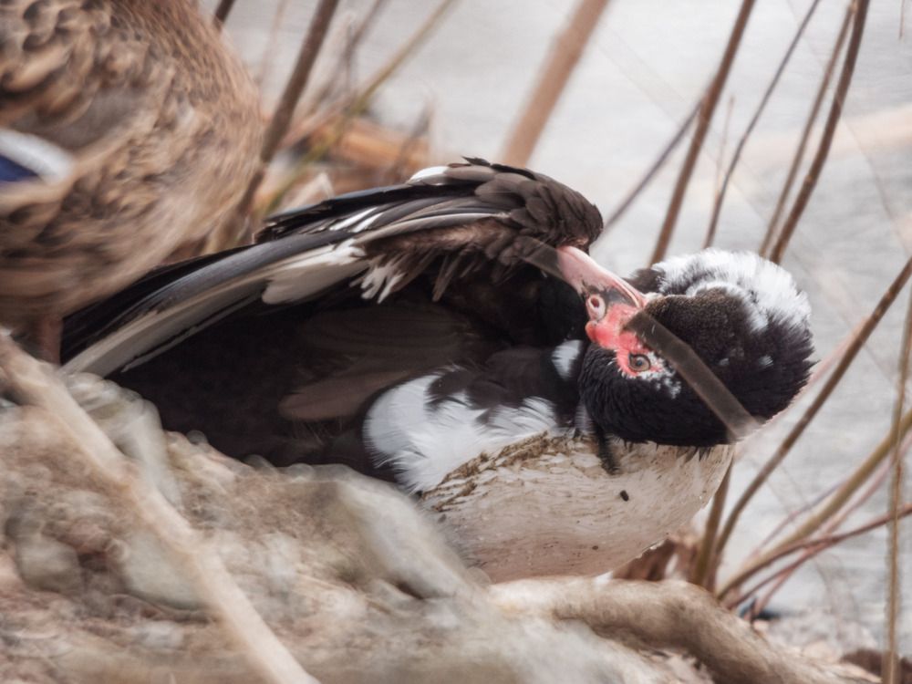 Photograph by Roman Kreider