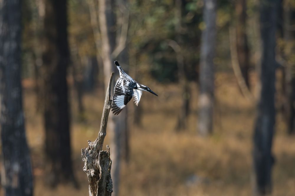 Photograph by Anubhav Gogoi