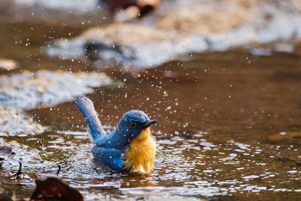 Photograph by Anubhav Gogoi