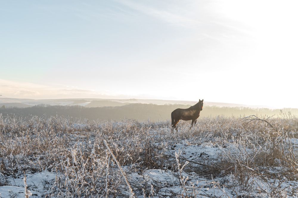 Photo #13112335