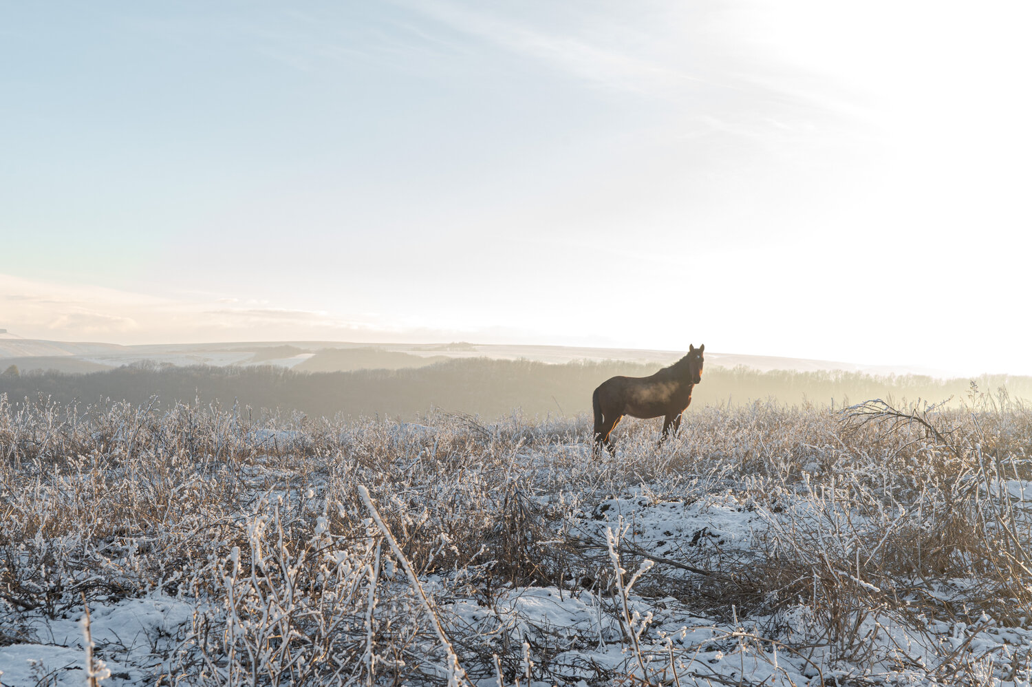 Photo #13112335