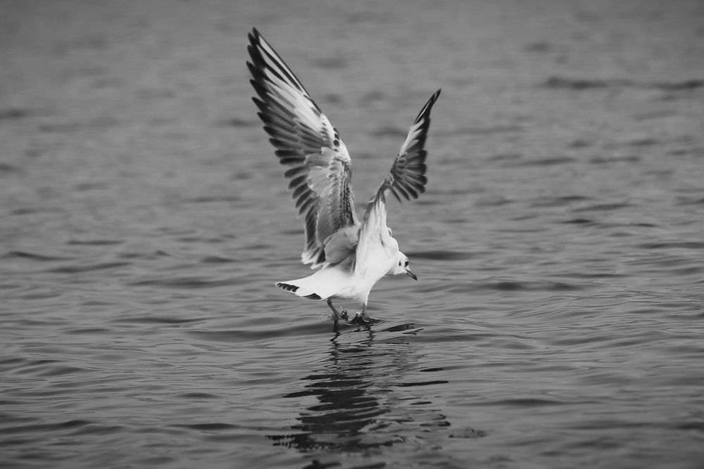 Photograph by Paul