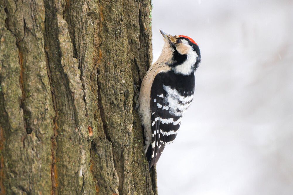 Photograph by Барашкова Екатерина
